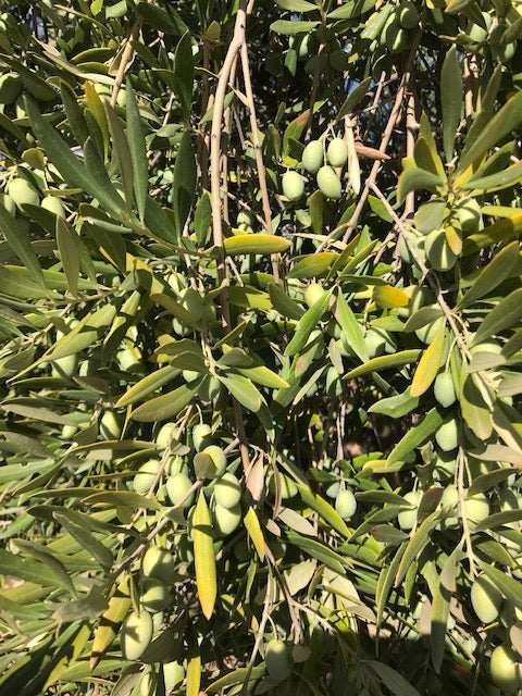 Picual olives at Oro Bailen