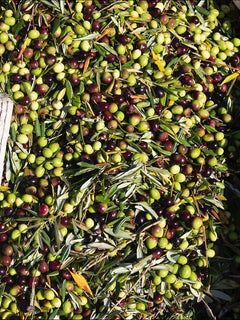 olives during harvest