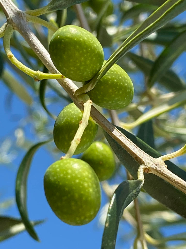 Italian Olive Oil - What Is It? How To Choose The Right Type Of Italian Olive Oil