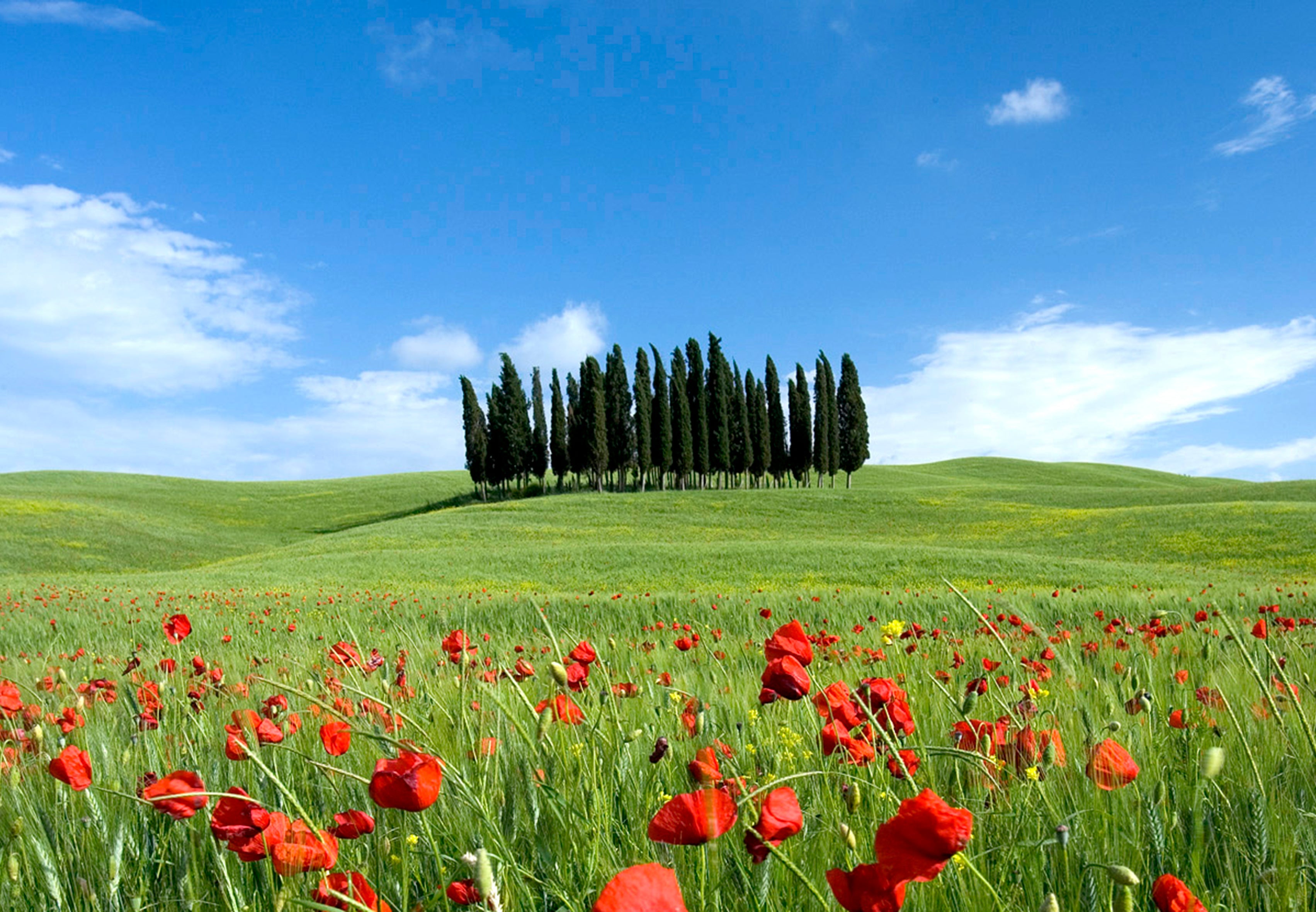 Tuscan olive oil