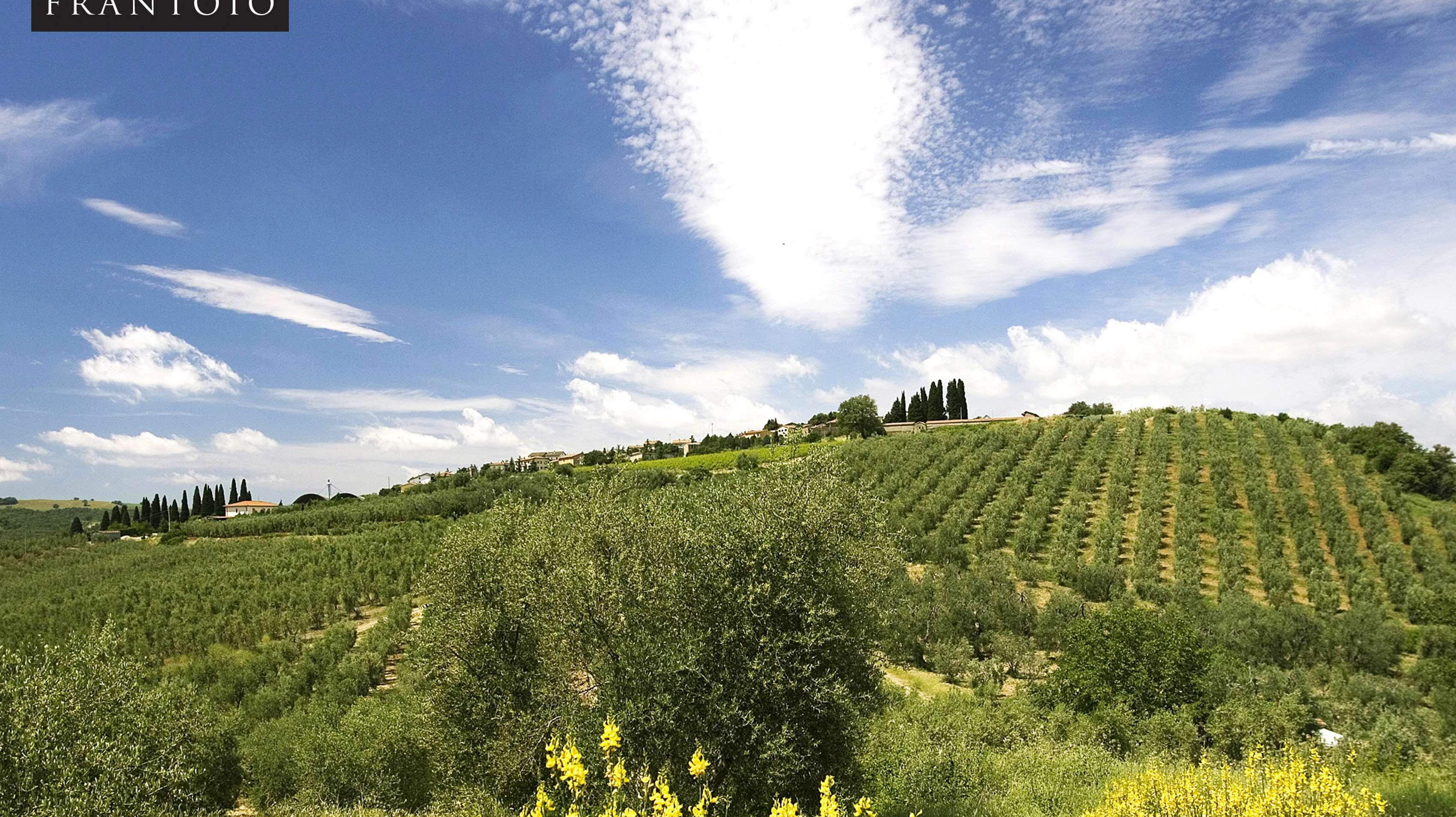 Olives harvest at Frantoio Franci in Tuscany