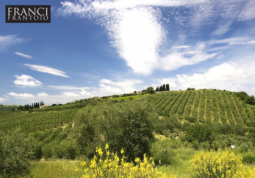 Olives harvest at Frantoio Franci in Tuscany