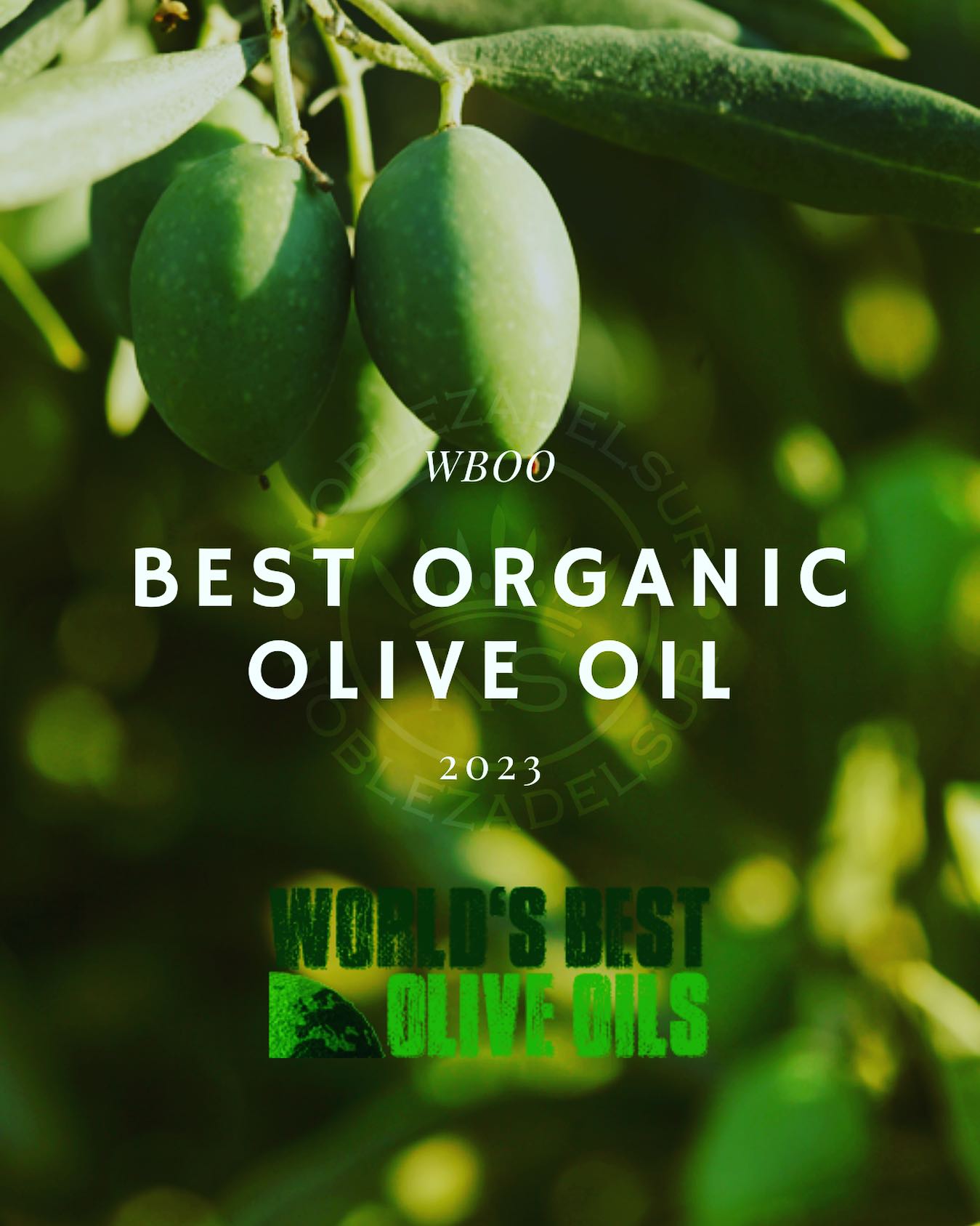 buy the best organic olive oil online