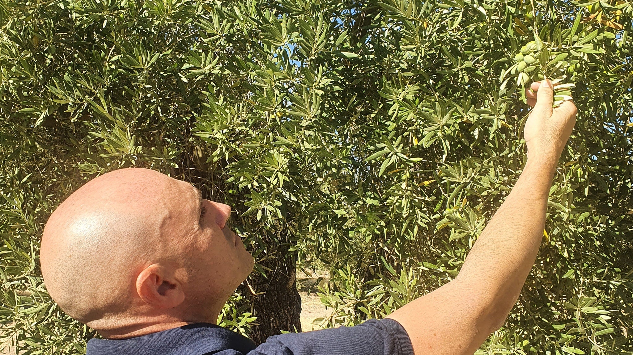 Olive oil grove of Oro Bailen, one of the best Spanish olive oil producers