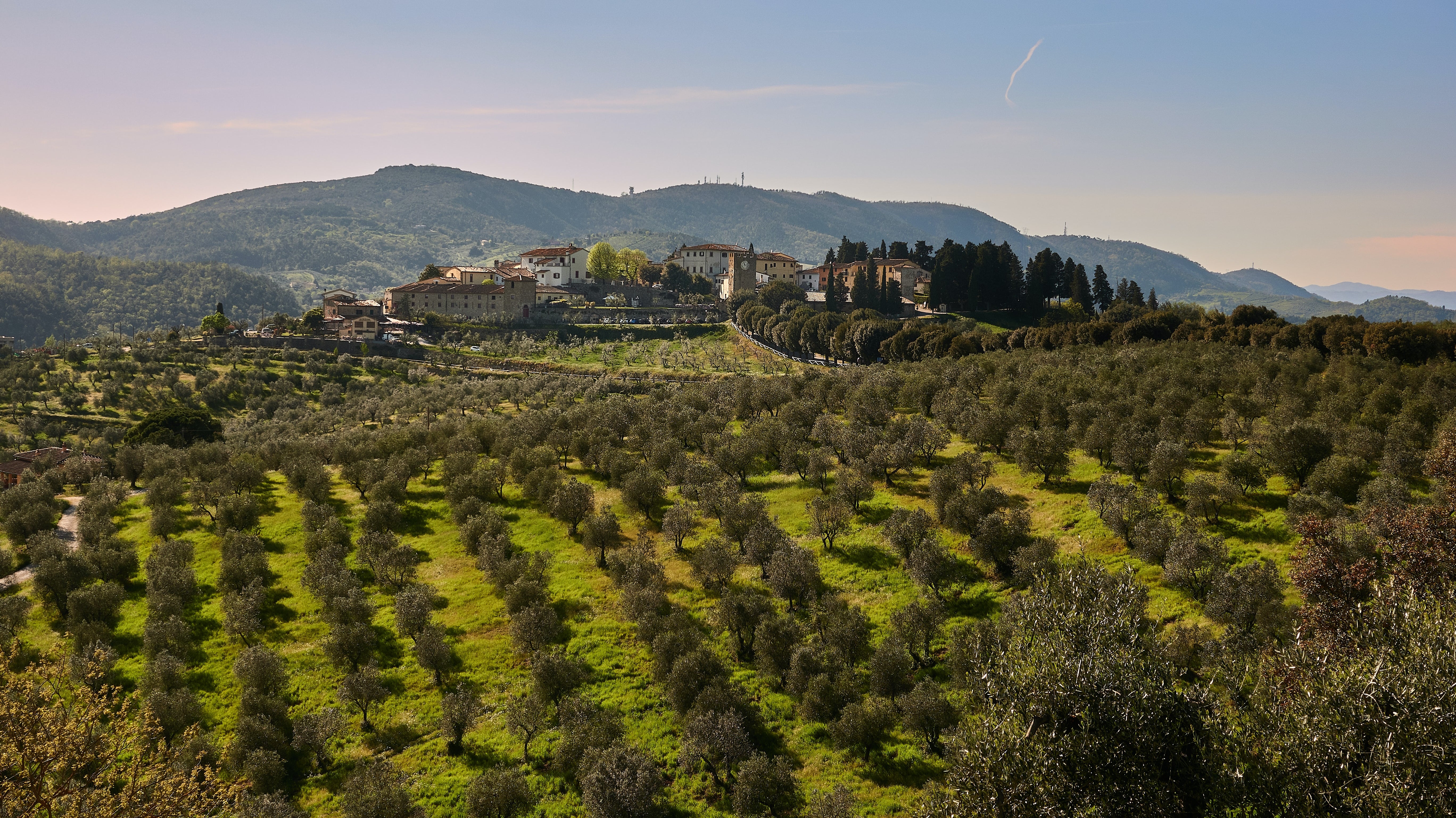 Olive Grove In Italy, where does the best Italian olive oil come from?