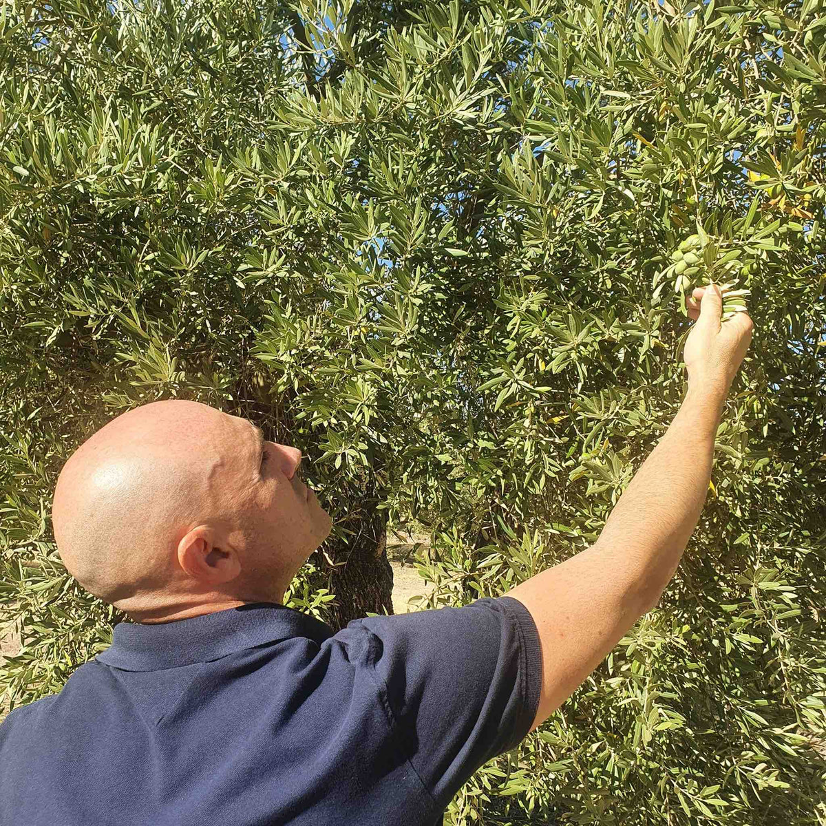 Buy Best Spanish Olive Oil UK from the most awarded brands