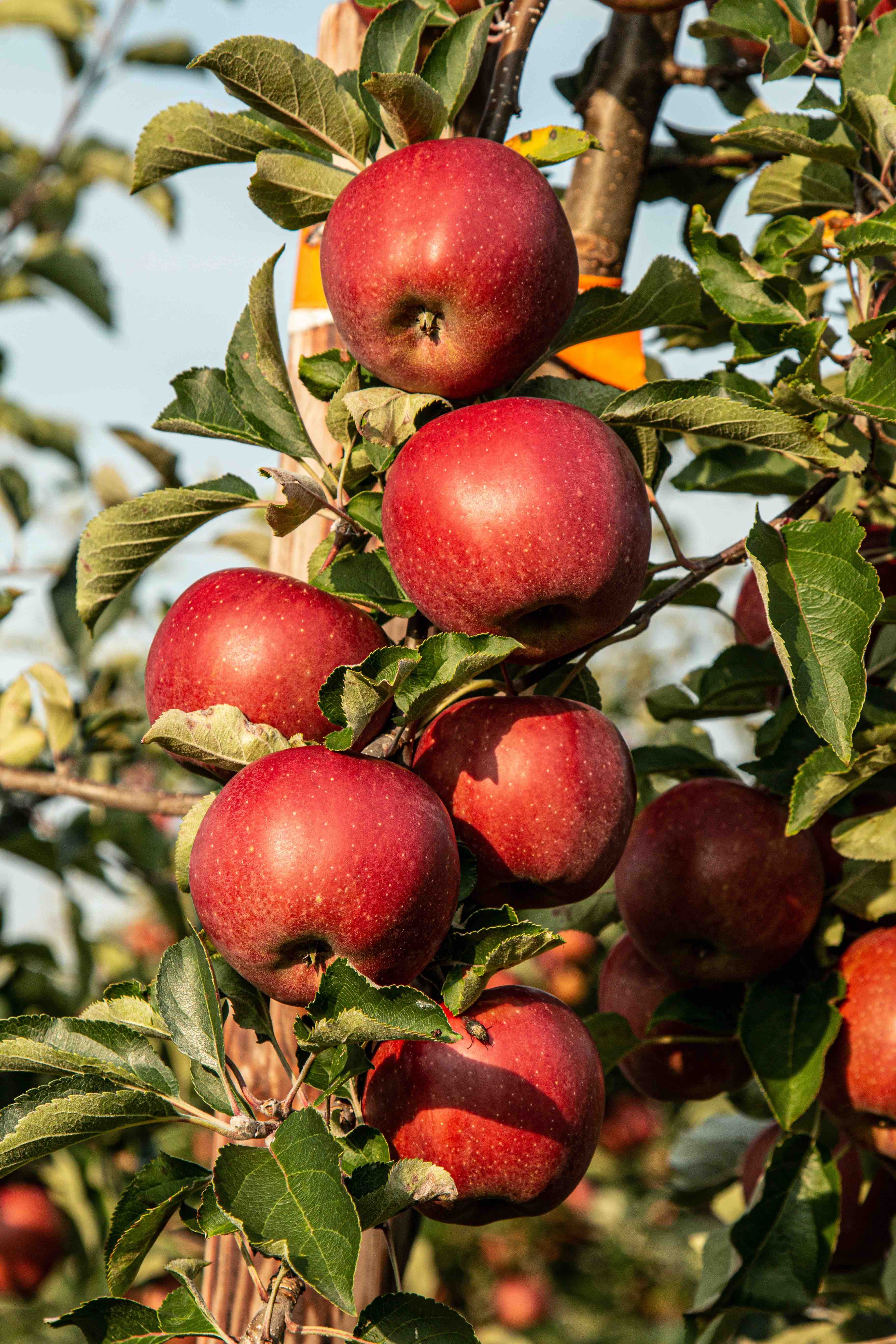 Buy the best apple cider vinegar