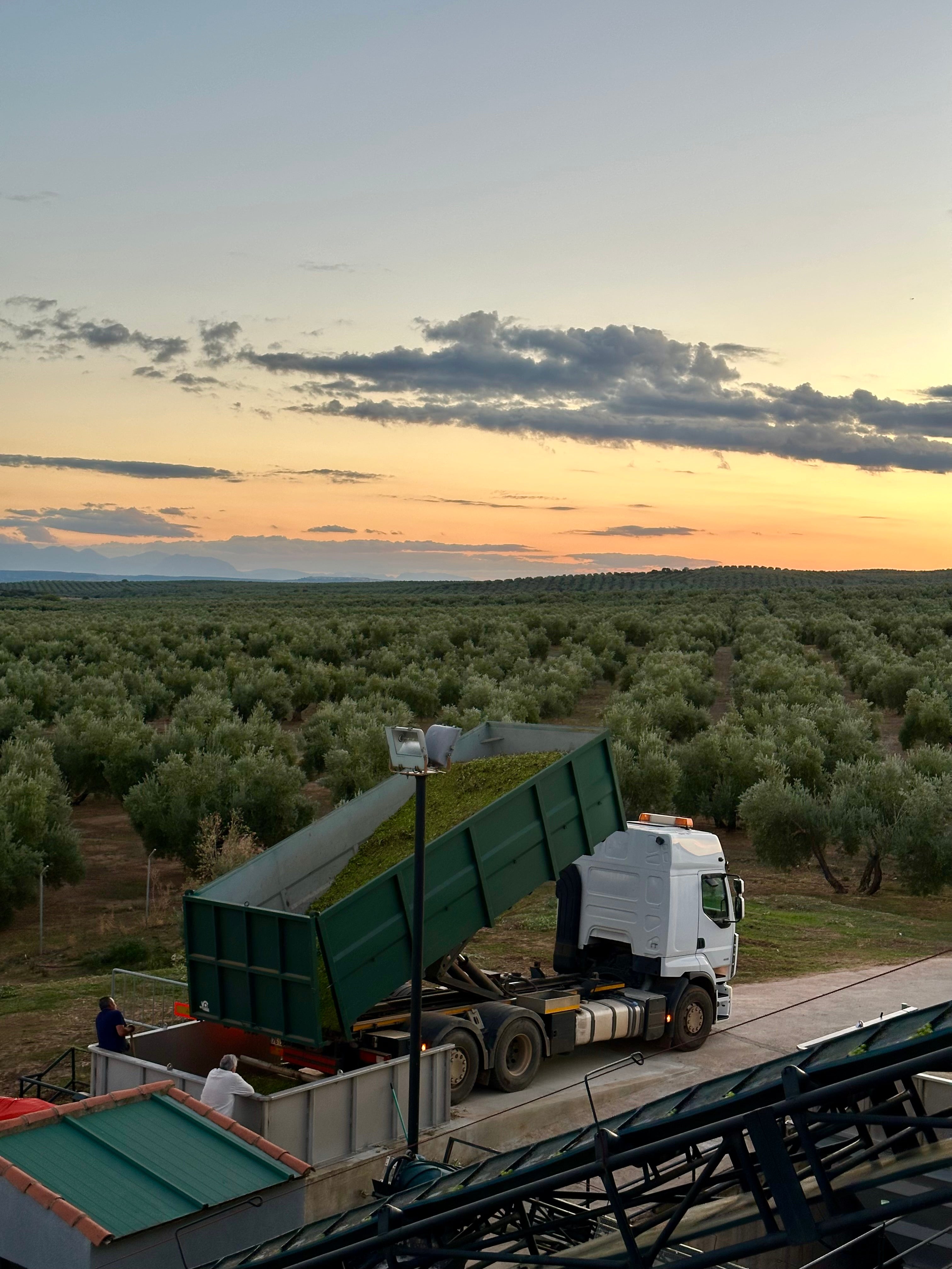 New olive oil harvest 2025/2026 - Artisan Olive Oil Company