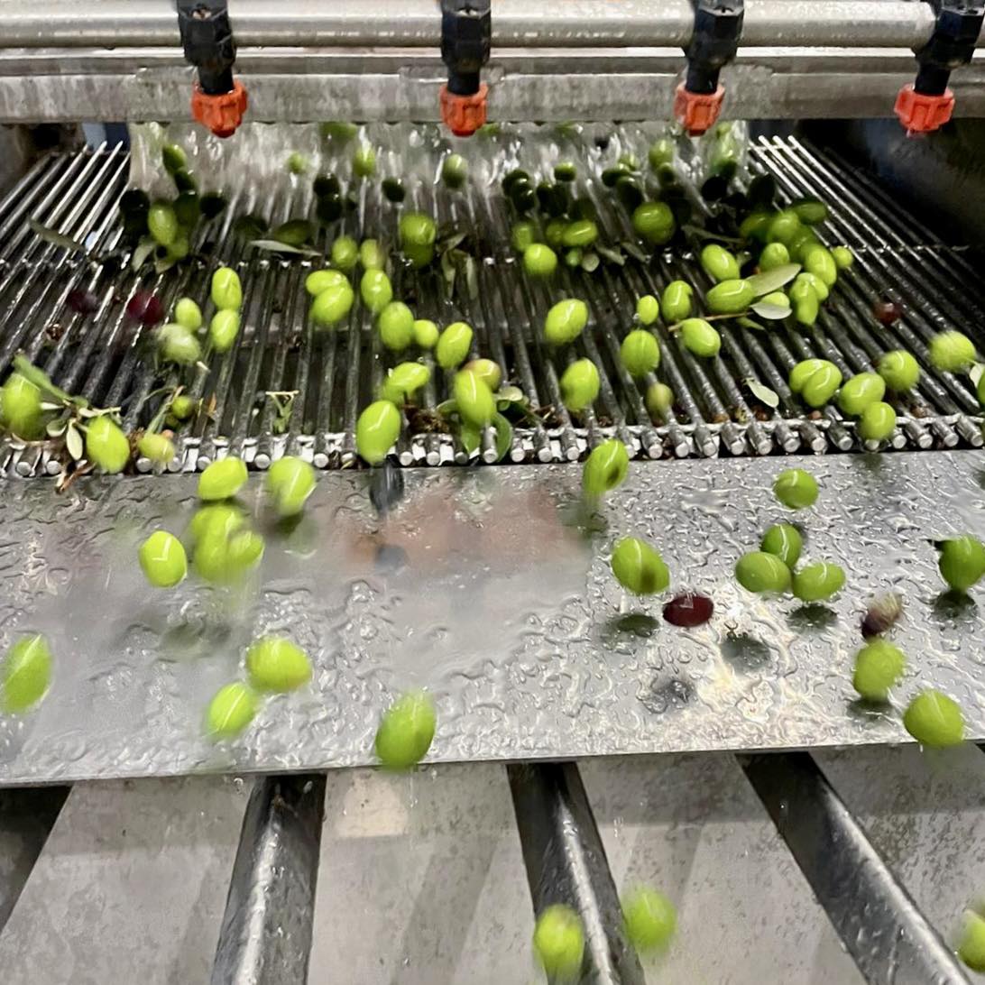 Novello Extra Virgin Olive Oil: Italy's Green Gold of the Early Harvest - Artisan Olive Oil Company