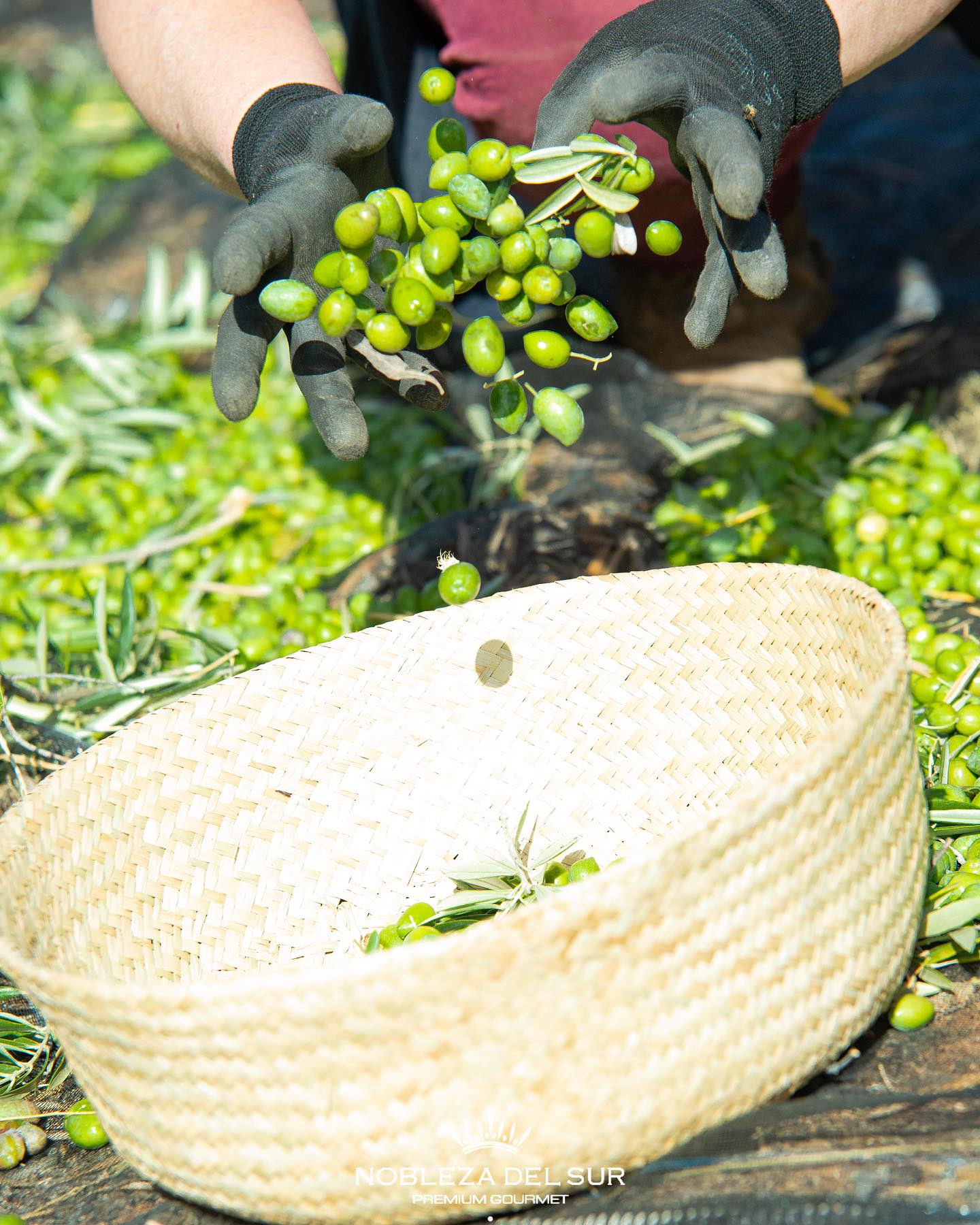 High polyphenol olive oil