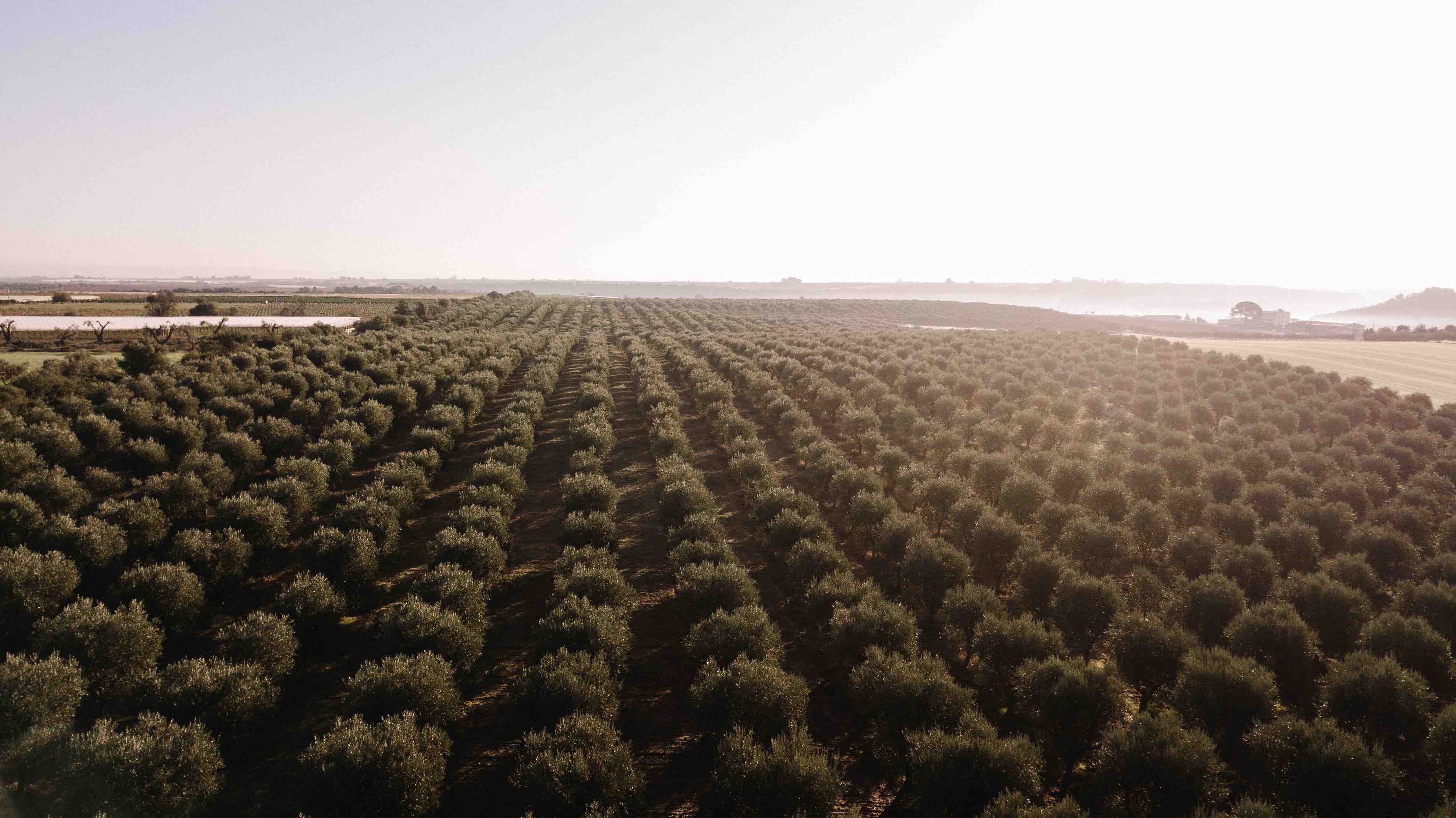 Olive Grove in Apulia Best Italian Olive Oil