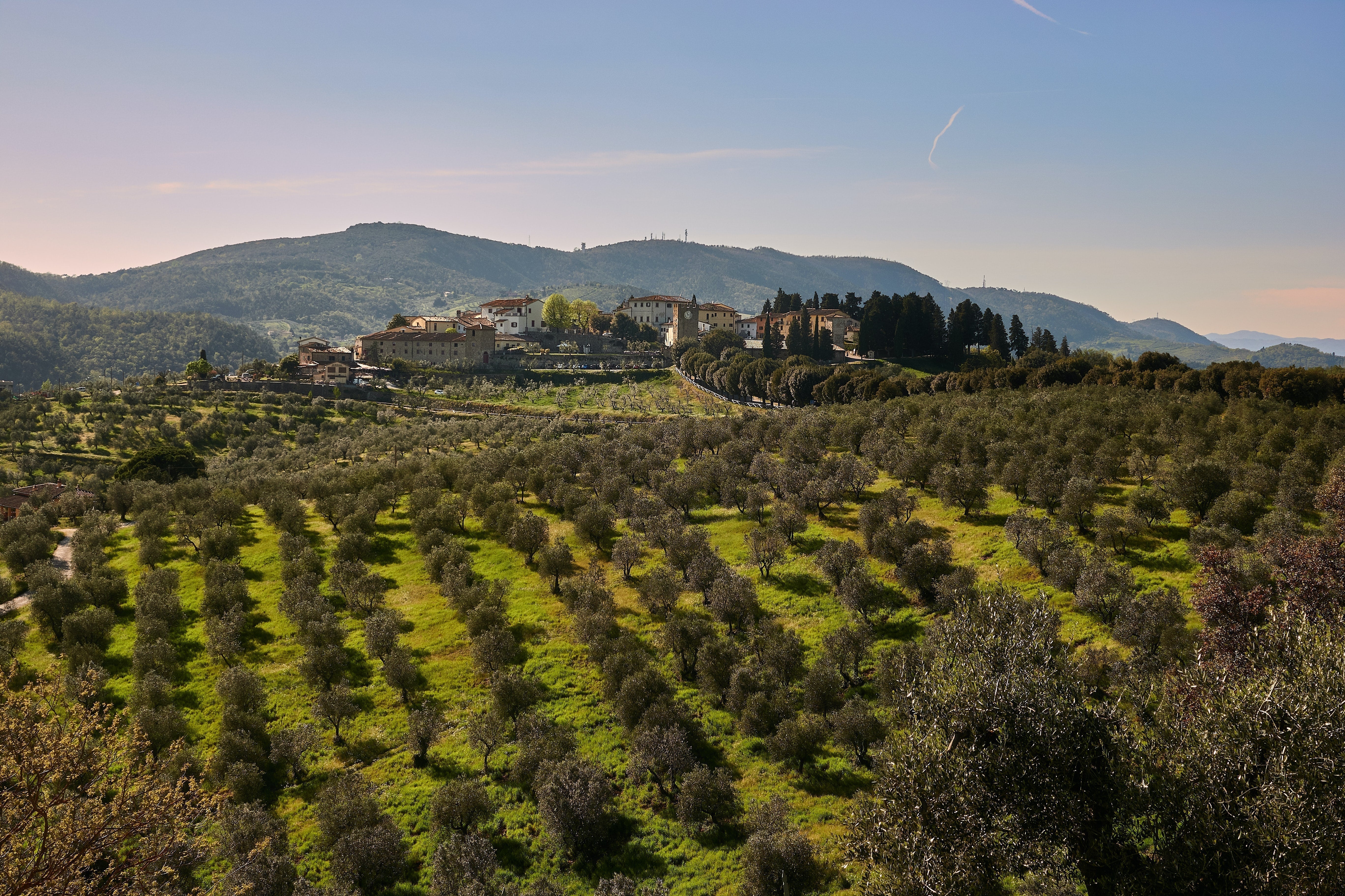 Where does Italian Olive Oil Come from?