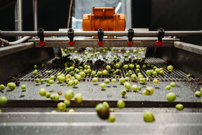 Premium Olive Oil Production in Italy