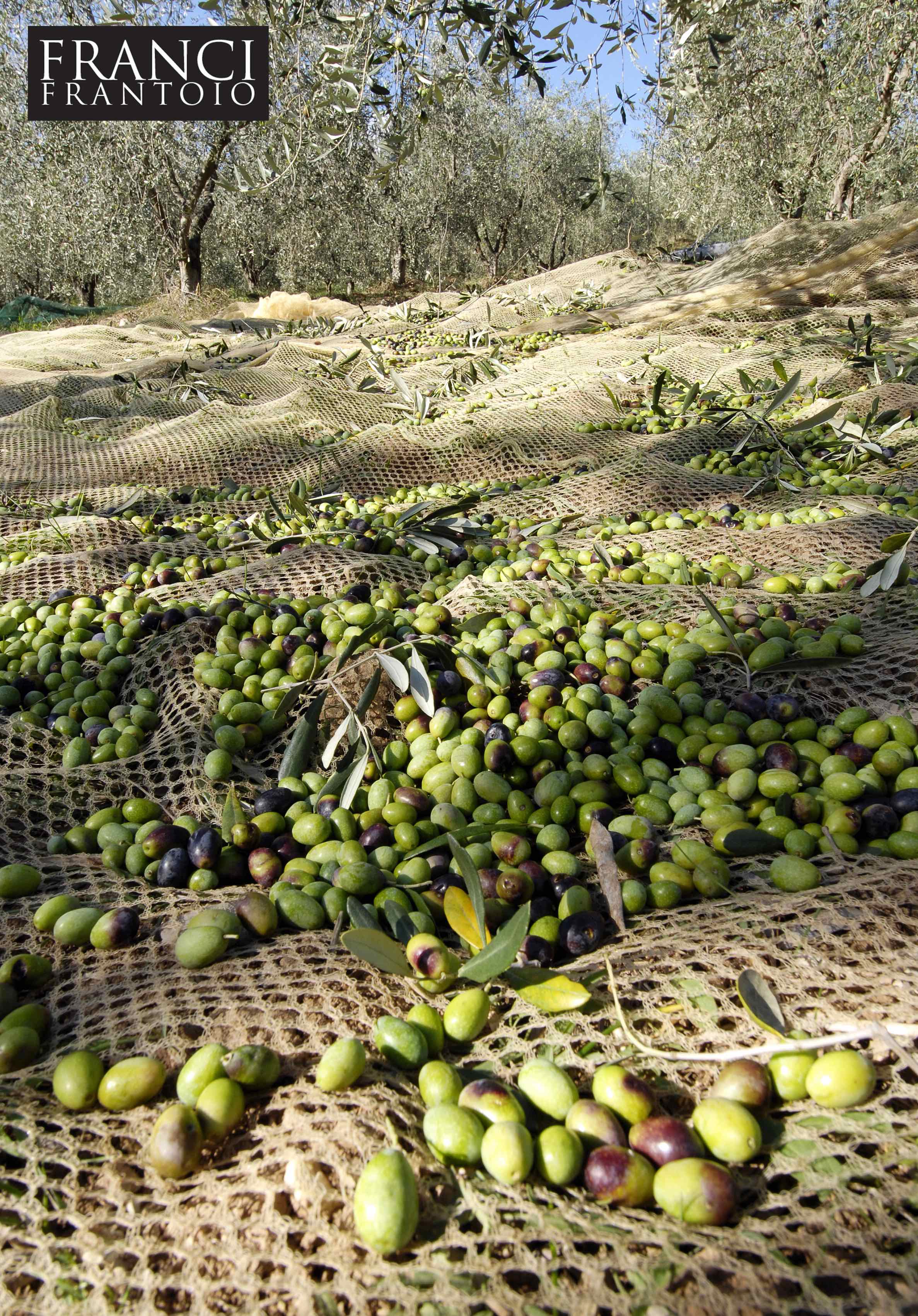 Franci Olive Grove in Tuscany