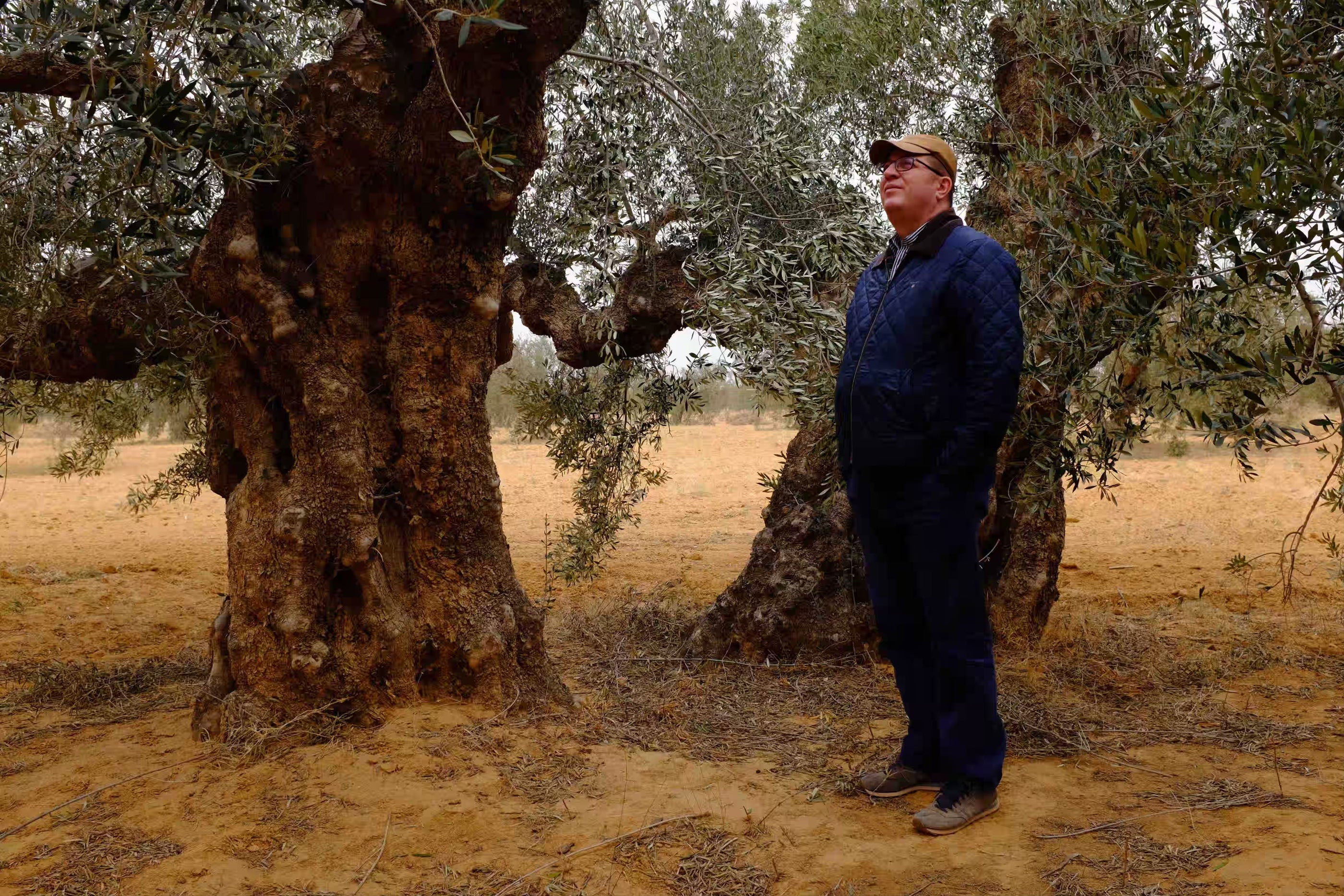 Tunisian Olive Oils - Artisan Olive Oil Company