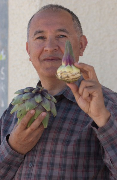 Buy organic artichoke hearts in extra virgin olive oil from Moulins Mahjoub