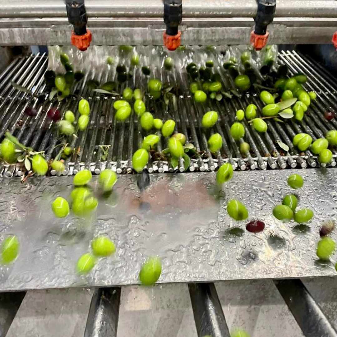 Olive oil harvest at Ursini's olive oil mill in Abruzzo, Italy